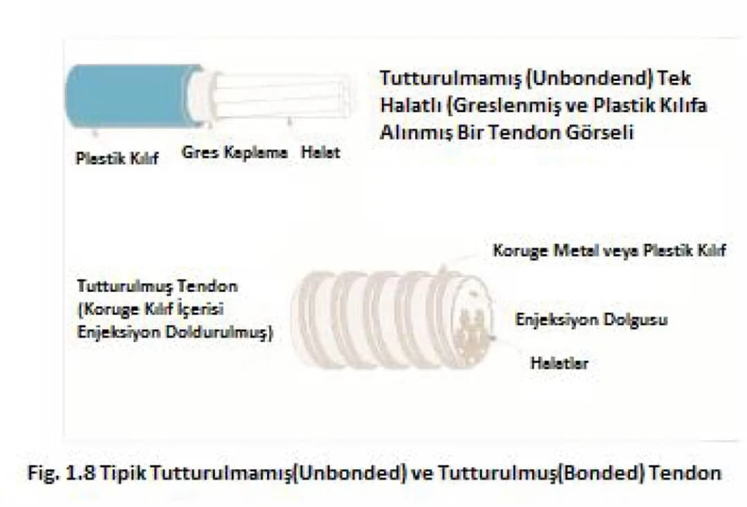 Ard Germe Çeşitleri Resim 2